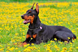 Koliko košta doberman?